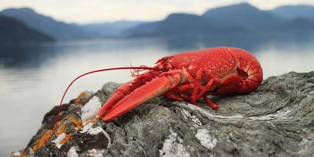 Švajčiari zavádzajú nový zákon o homároch: Kuchári ich už nebudú môcť variť zaživa