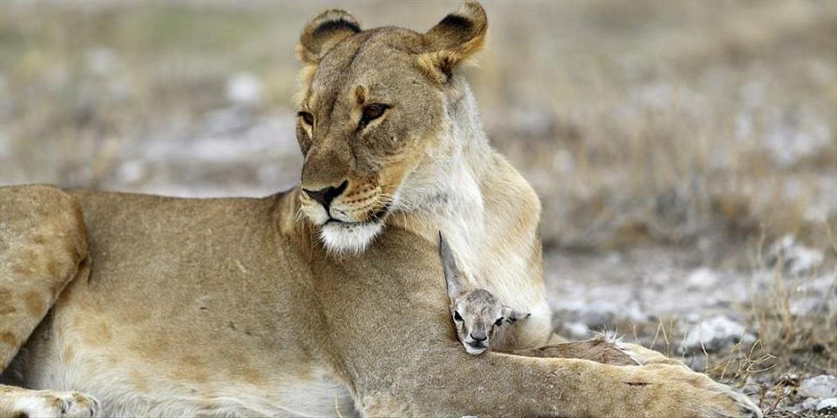 Dojemné FOTO Levica si adoptovala malú antilopu po tom, ako jej vlastné mláďatá zomreli
