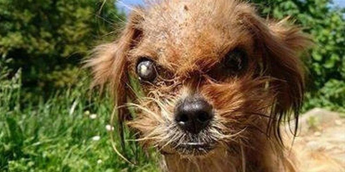 FOTO Najškaredší pes na svete našiel záchranu, zmenil sa na nepoznanie!