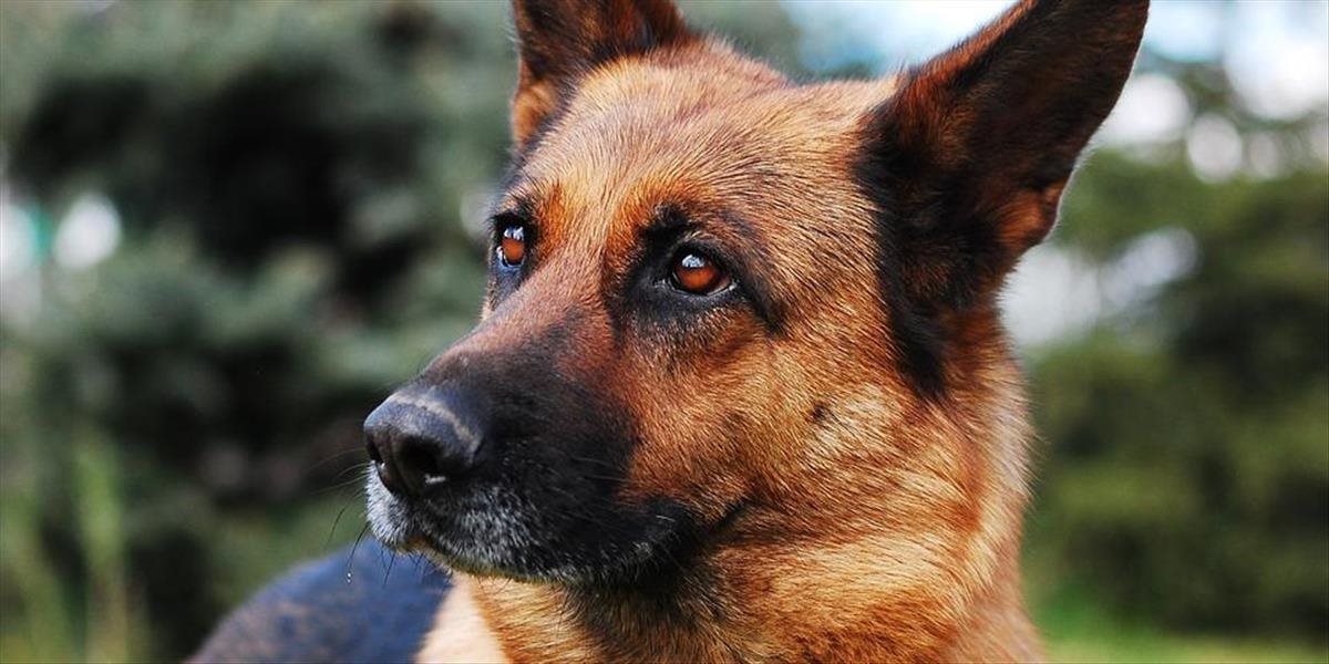Nacisti si mysleli, že psy sú inteligentné ako ľudia, chceli vytvoriť armádu hovoriacich zvierat