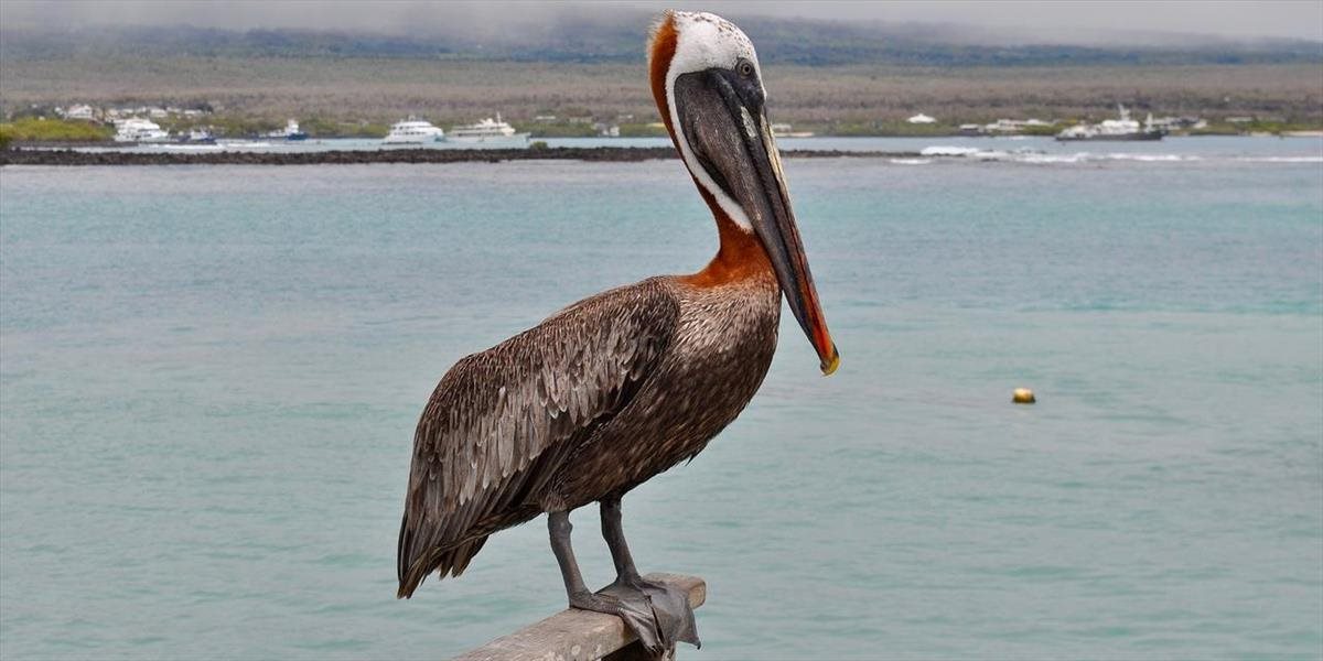 Dostať sa na Galapágy bude ešte ťažšie: Úrady chcú obmedziť počty turistov