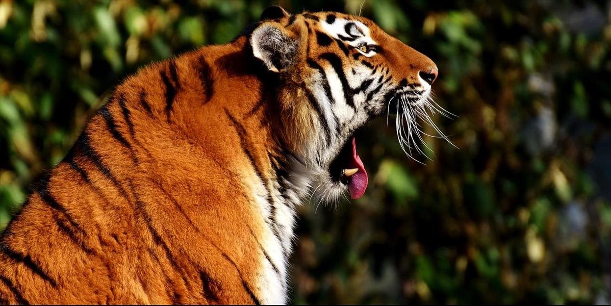 Tiger zabil 34-ročného stavbára