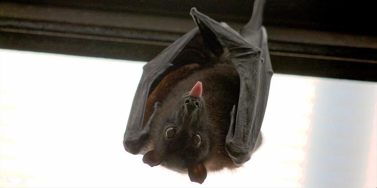 Na budove radnice v Šali objavili pri oprave 140 zazimovaných netopierov