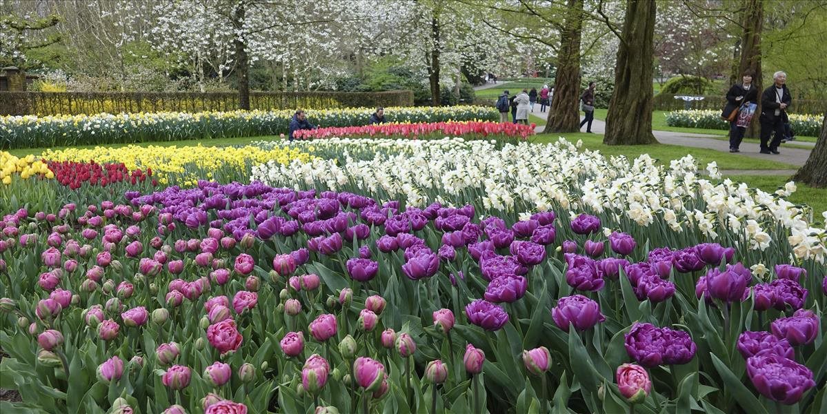 VIDEO  V Holandsku sa v týchto dňoch začína "tulipánová sezóna"