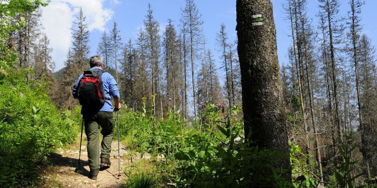 Lesy SR obnovia prirodzené lesy v Štiavnických vrchoch a Krupinskej planine