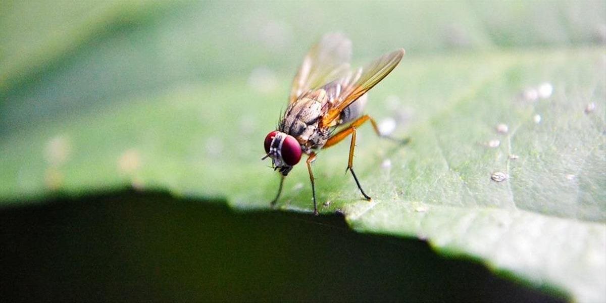 Vedci z Prešovskej univerzity zaznamenali nový druh muchy: Môže pre nás predstavovať nebezpečenstvo