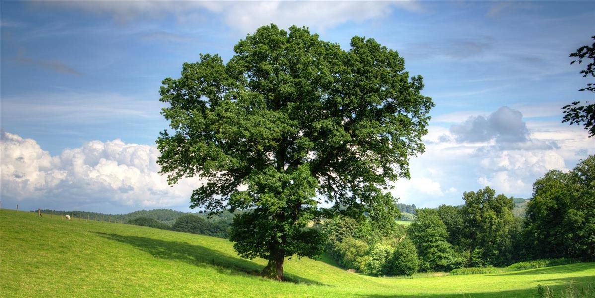 Európskym stromom roka 2018 sa stal Spievajúci korkový dub z Portugalska