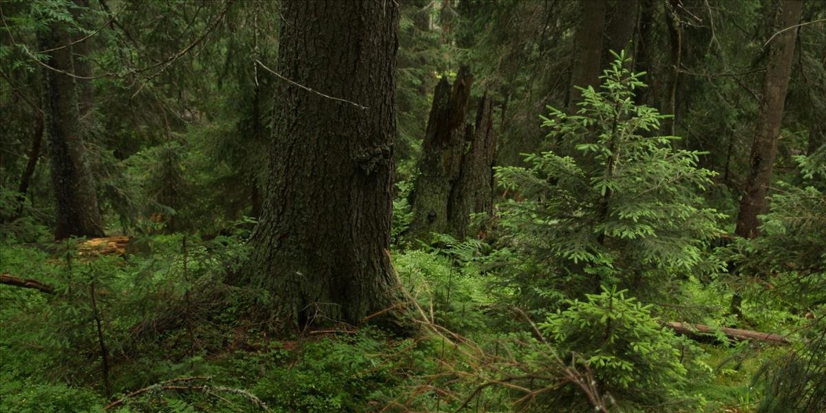 Ochranári sa dohodli s lesníkmi, že nebudú zasahovať v pralesoch na Slovensku