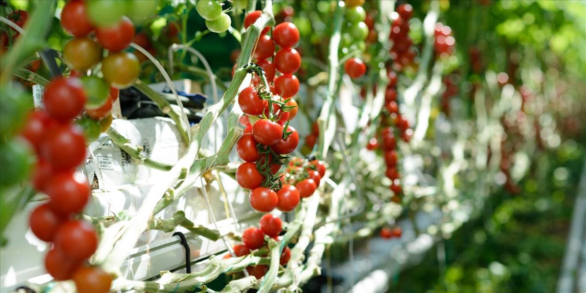 Farma Babindol vyprodukuje v levických skleníkoch ročne 1200 ton rajčín