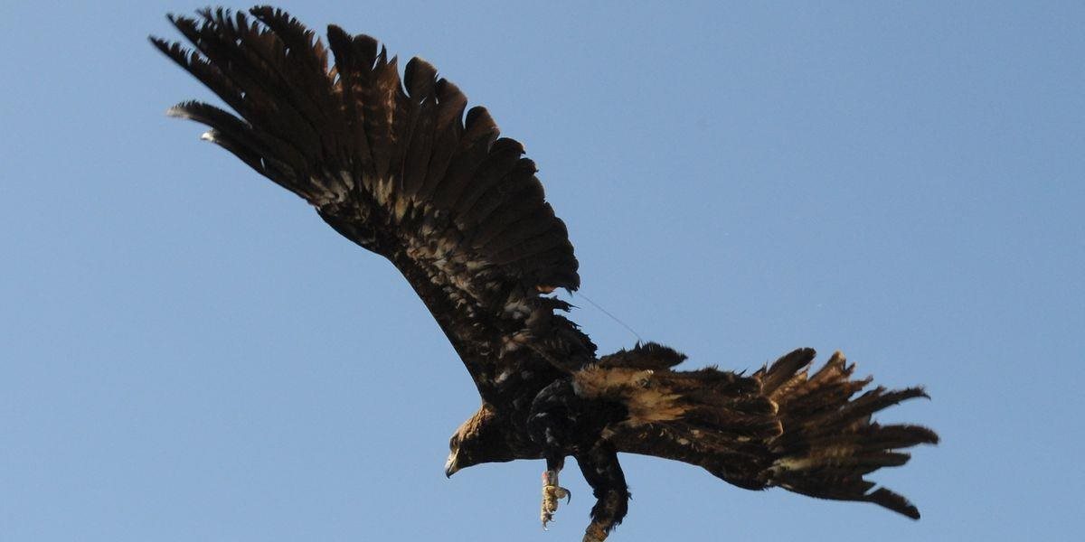 Ochranári našli uhynutú samicu orla kráľovského, myšiaky hôrne a líšky: Majú podozrenie na otravu