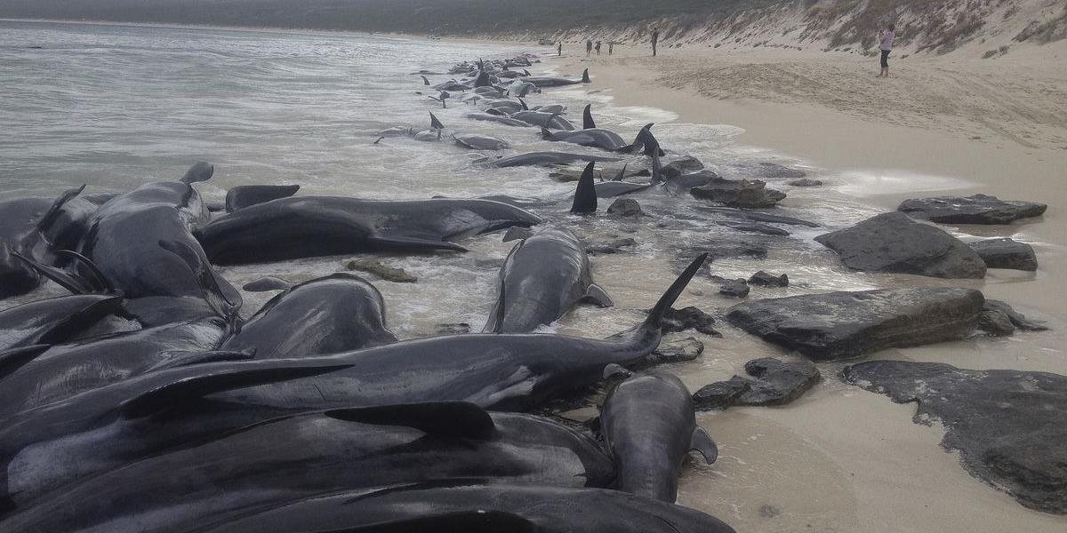 VIDEO Na západnom pobreží Austrálie uviazlo 150 veľrýb