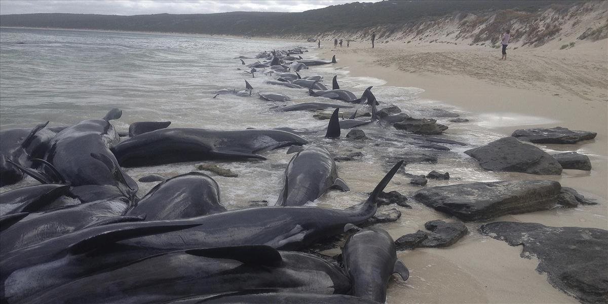 Dobrovoľníci v Austrálii zachránili päť z asi 150 delfínov krátkoplutvých