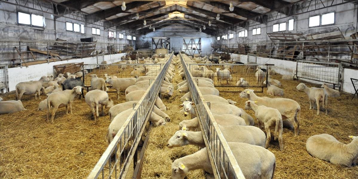 Chov oviec v SR a ČR za priemerom EÚ a aj sveta výrazne zaostáva