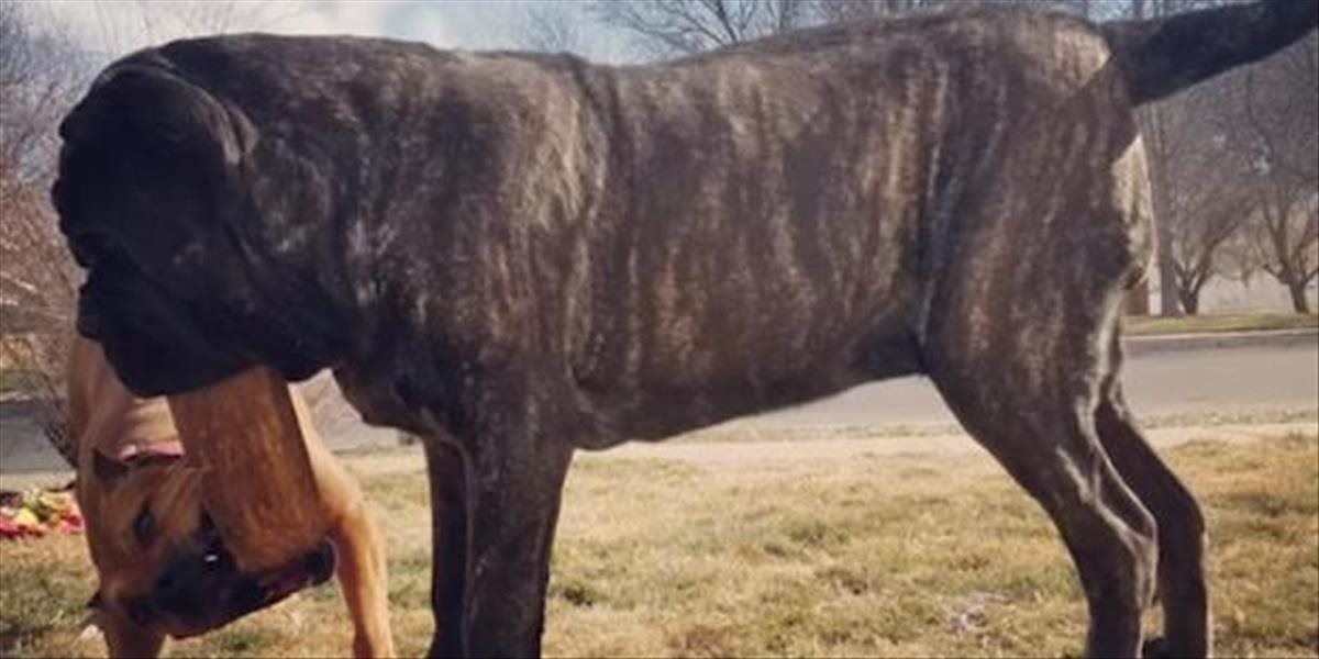 VIDEO Najväčšie šteňa na svete váži ako dospelý muž