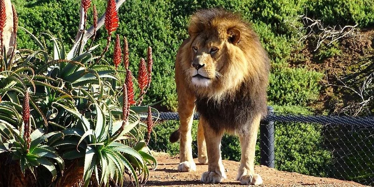 Zamestnanca v mexickej zoo zabil lev, zabudol mu zavrieť bránu na výbehu