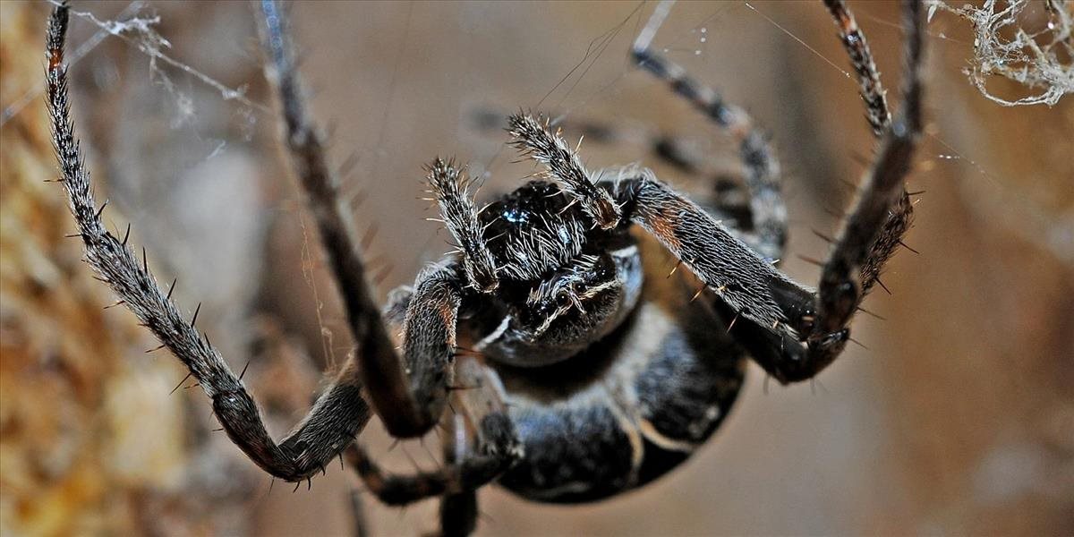 Turisti našli počas letu v ruksaku obrovského jedovatého pavúka!