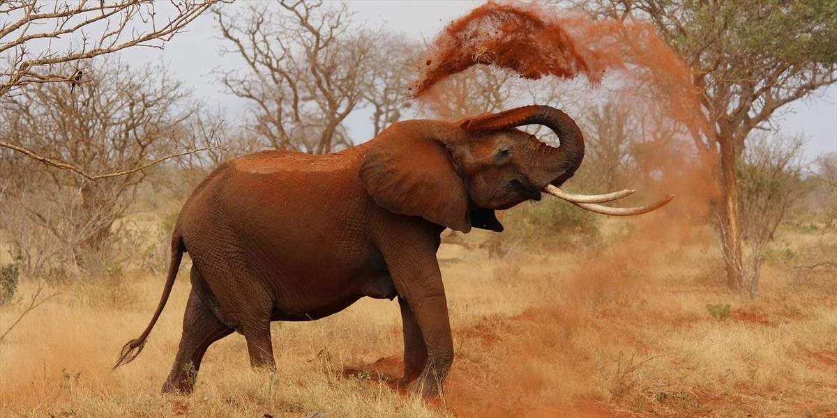 VIDEO Fajčiaca slonica zmiatla vedcov, vysvetlenie však našli