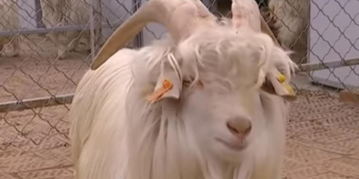 VIDEO Prvý naklonovaný samec kašmírskej kozy sa stal otcom