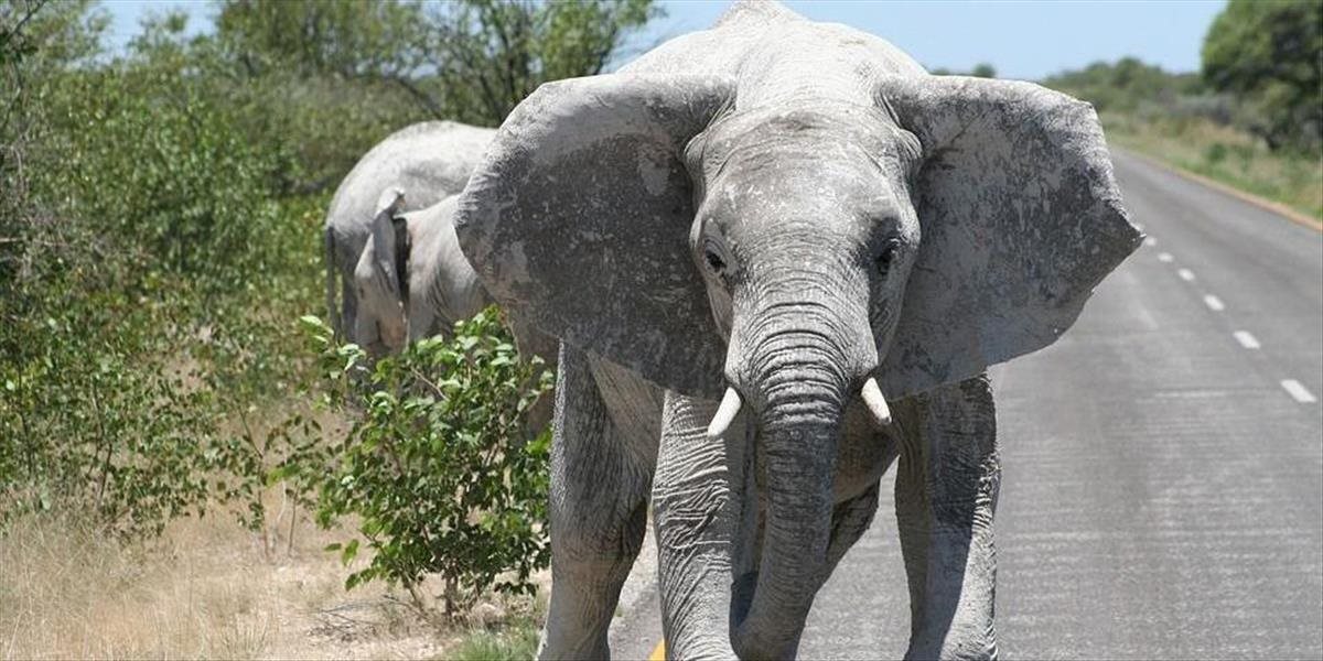 V Španielsku havaroval kamión na diaľnici, po ceste pobehujú slony