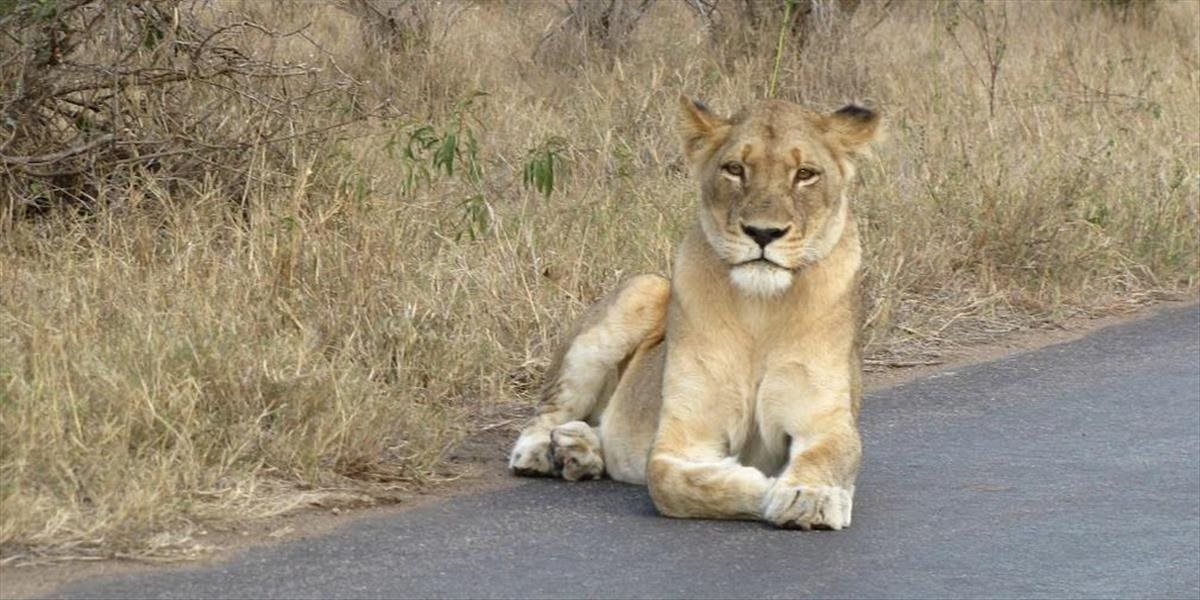 VIDEO Zvedavý lev skočil do auta na safari. Návštevníkom by sa krvi nedorezal