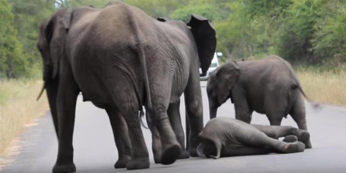 VIDEO Sloníča sa zrútilo k zemi. Pozrite si úžasnú reakciu stáda!