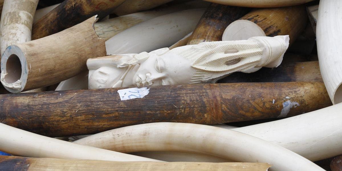 Británia zakáže predaj slonoviny, aby pomohla chrániť svetovú populáciu slonov