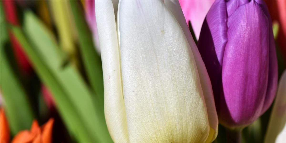 Na tulipánovom pochode môžu ľudia podporiť trpiacich Parkinsonovou chorobou
