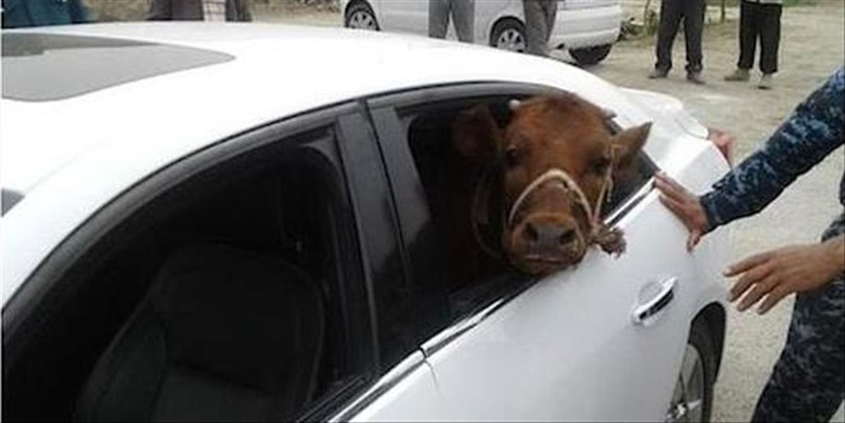 Zlodeji dobytka odvážali býkov a kravy v luxusných autách!