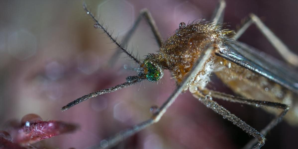 V okolí Balatonu sa čoskoro začne s biologickou ochranou pred komármi