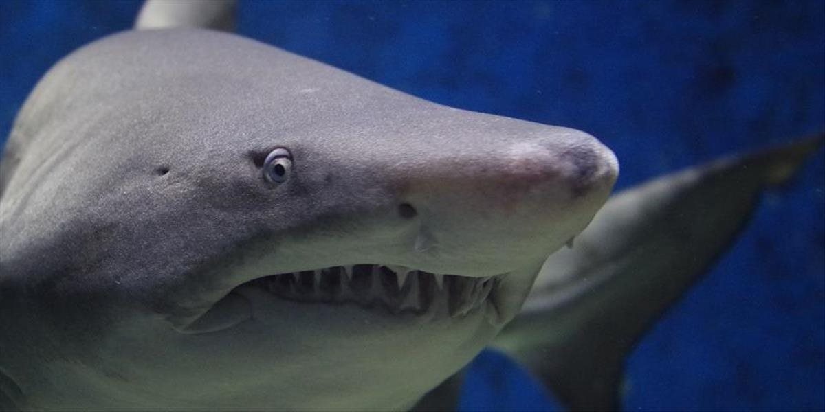 Žralok v Austrálii poranil surferovi obe nohy