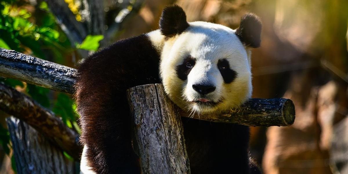 VIDEO Panda uviazla na strome v komickej polohe