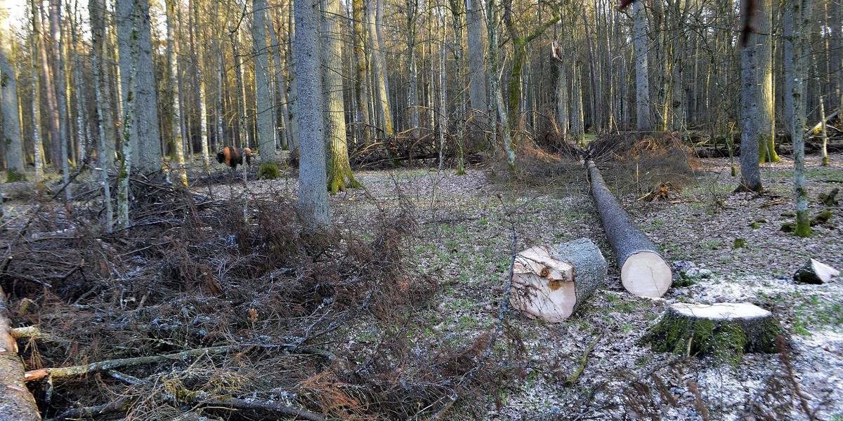 Poľsko nadmernou ťažbou dreva v Bielovežskom pralese porušilo zákon EÚ