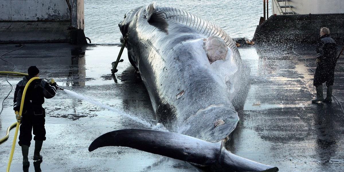 Island po dvoch rokoch obnovuje lov veľrýb druhu vráskavec myšok: Ochranári sa búria