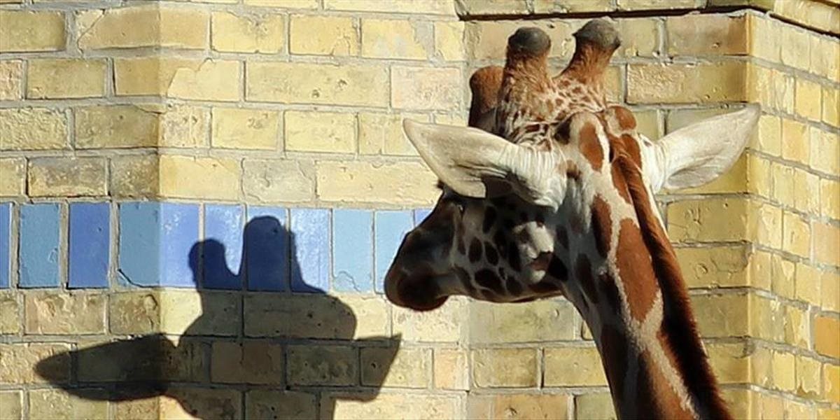 FOTO Žirafe dali monitorovacie zariadenie, vyzerá ako bežec s čelovou lampou