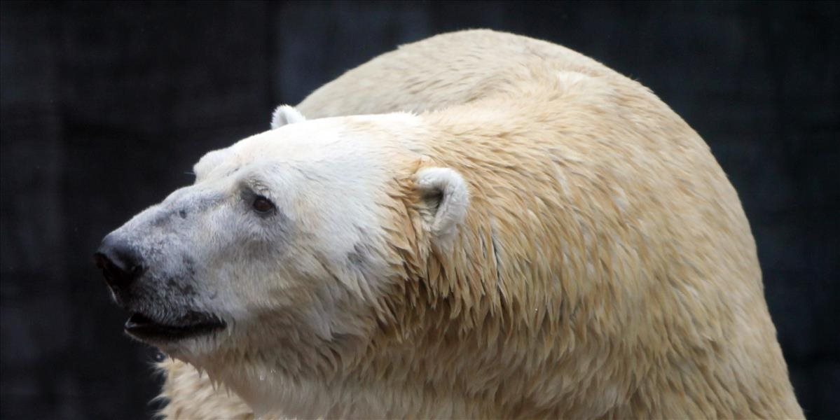 FOTO Uhynul jediný medveď biely narodený v tropickom pásme