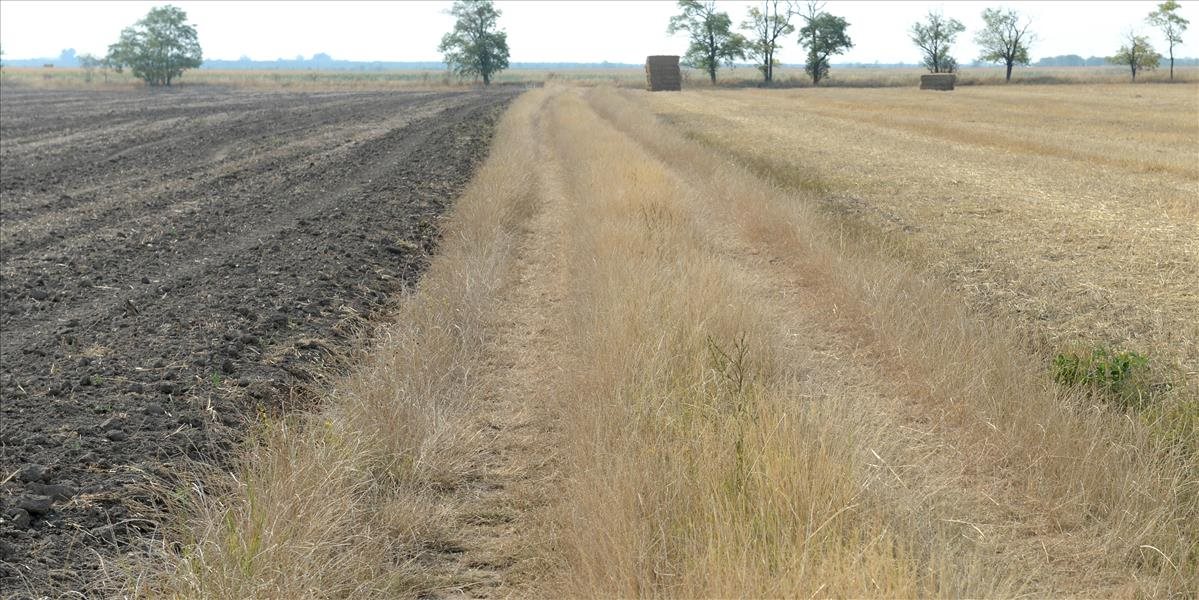 Sucho v krajine má prvé známky dopadov na poľnohospodárstvo