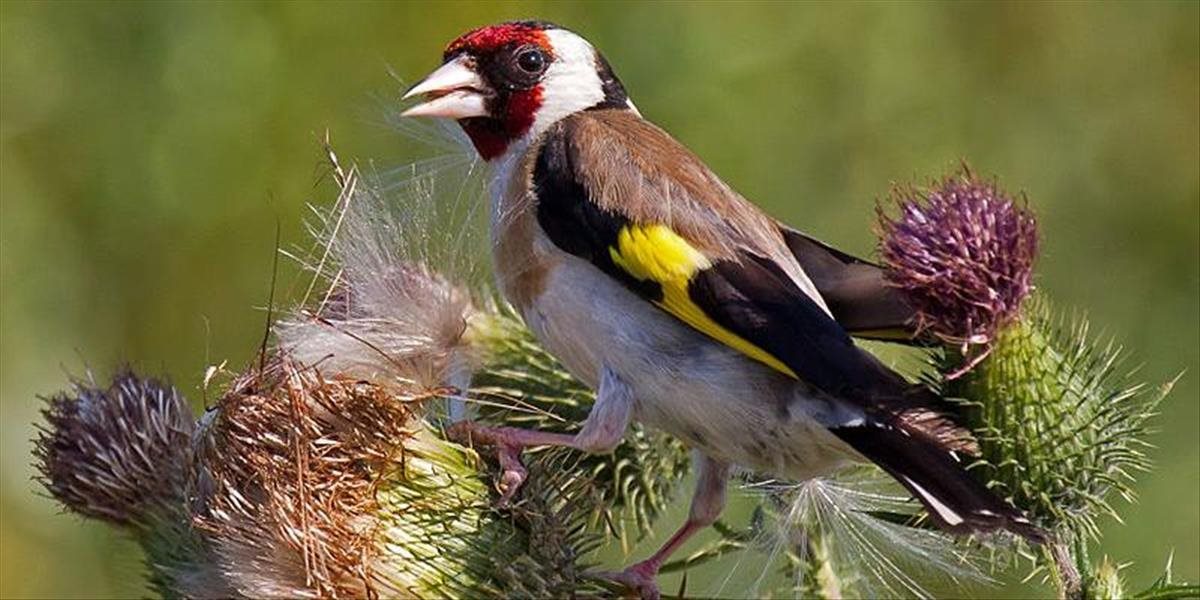 V bratislavskom lesoparku možno vidieť aj vtáka, ktorý inšpiroval Beethovena