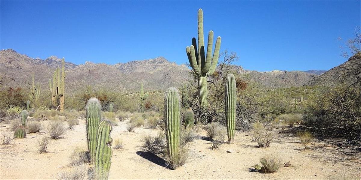 Arizona chce ochrániť slávne kaktusy saguaro, označujú ich mikročipmi