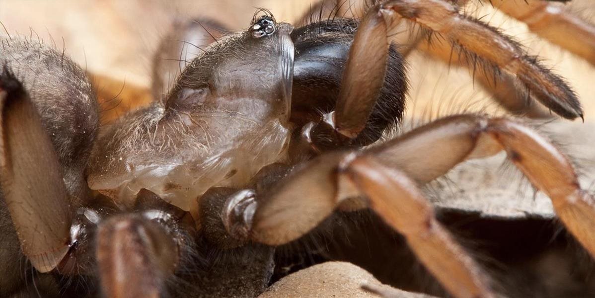Zomrel najstarší pavúk na svete