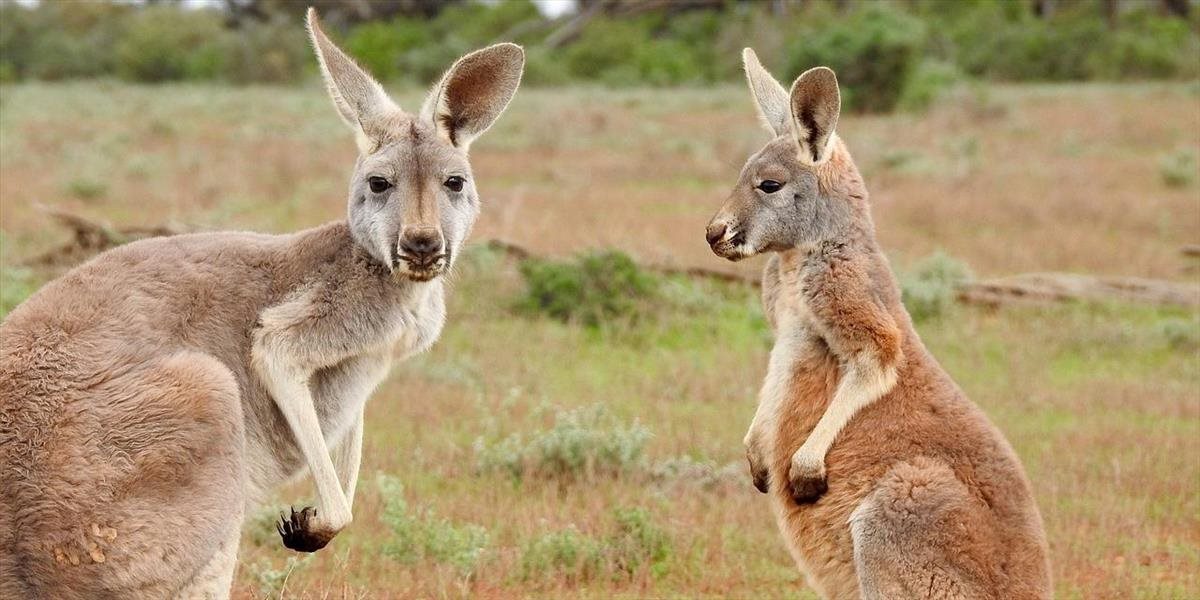 V Austrálii na turistov útočia kengury závislé na mrkve