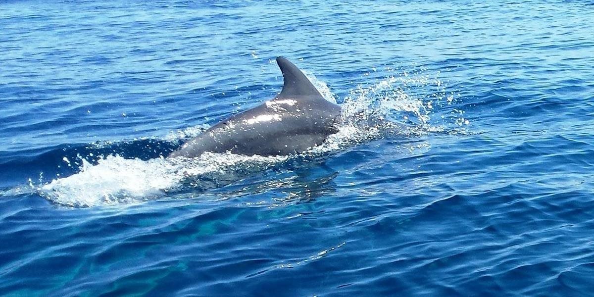 VIDEO Turista si odniesol z pláže umierajúceho delfína na ramene
