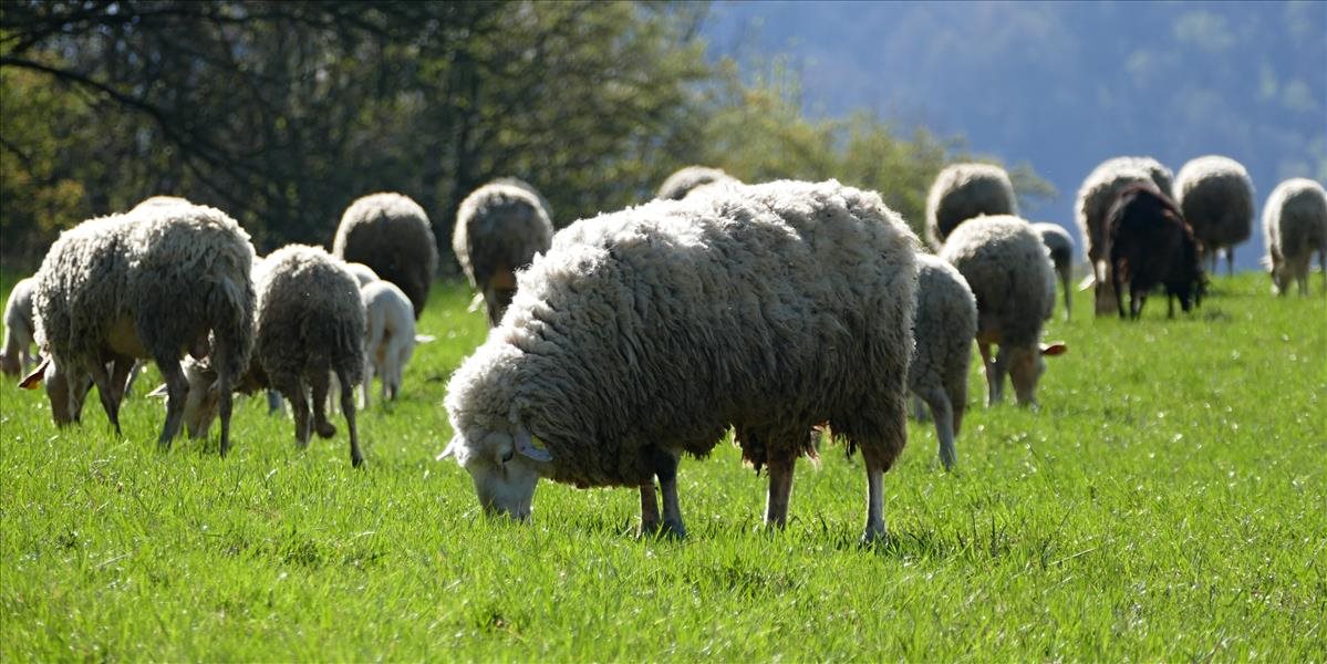 Europarlament vyzval EÚ na účinnejšiu podporu chovateľov oviec a kôz