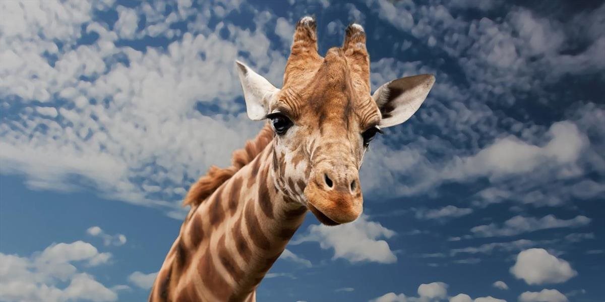 Žirafa zabila počas nakrúcania filmára