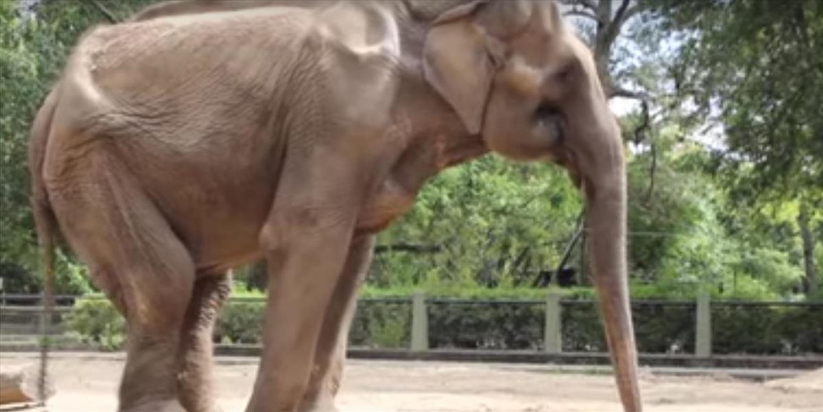 Smutné VIDEO Slonica sa po 50 rokoch samoty možno stretne s inými slonmi