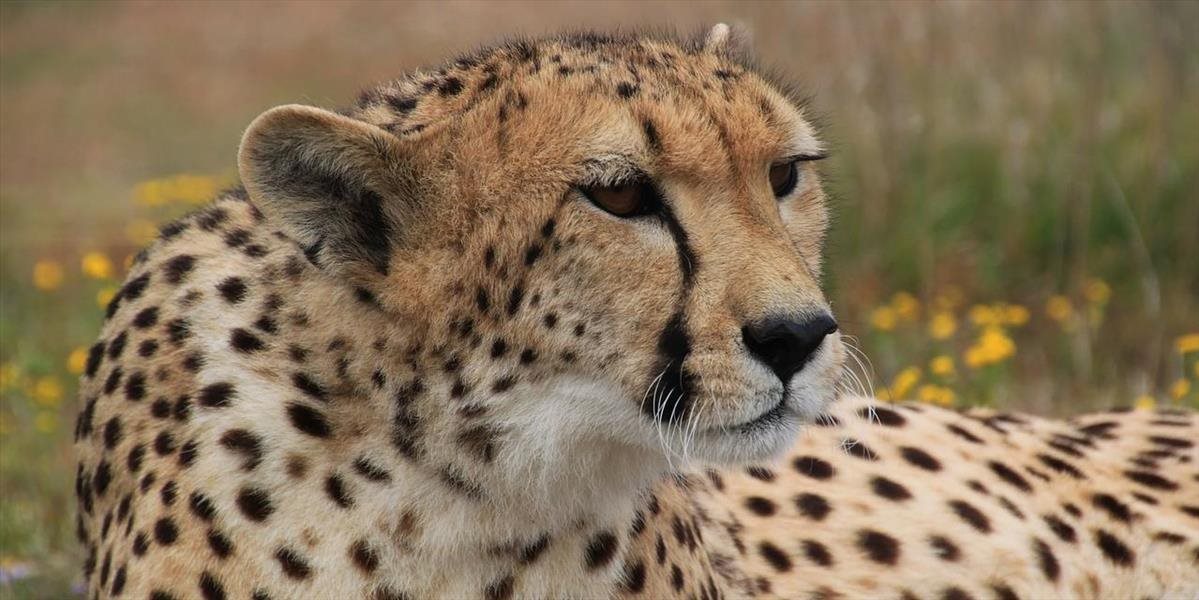 VIDEO Nezodpovedná rodina s deťmi o vlások unikla napadnutiu gepardmi