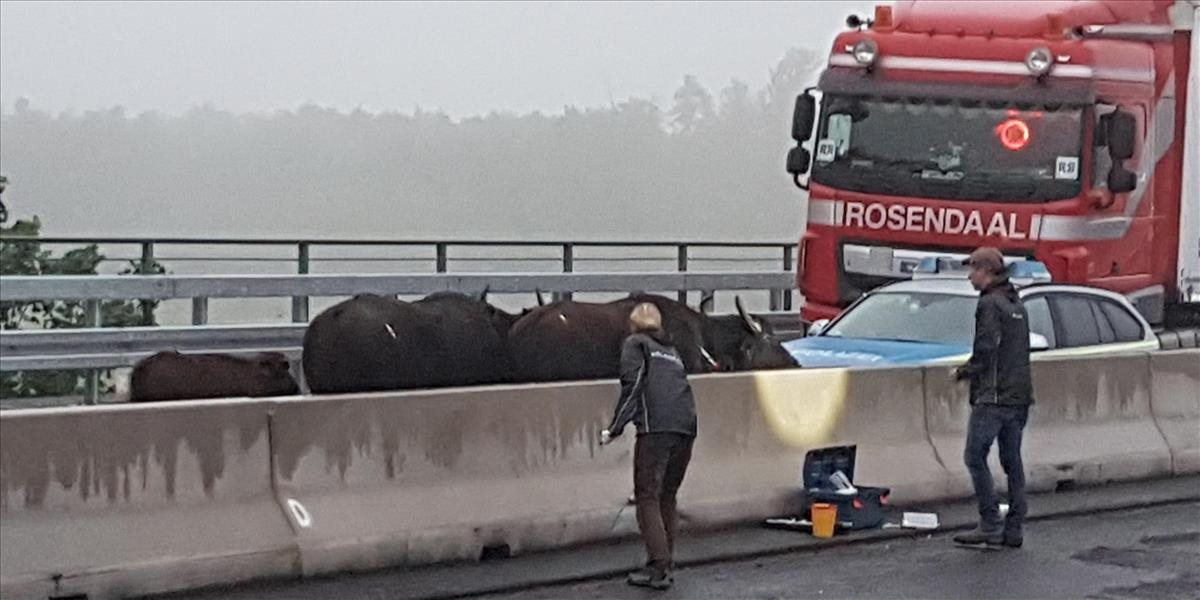 FOTO Nemeckú diaľnicu zablokovali byvoly, premiestnili ich pomocou žeriavu