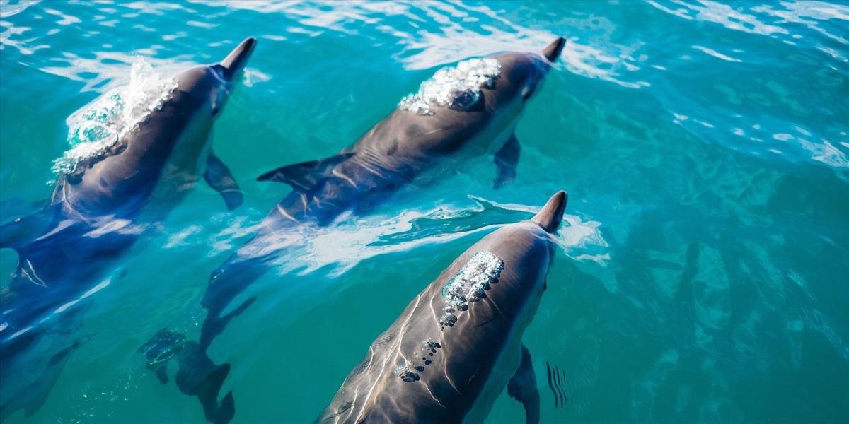 Dmitrij Belik: Prečo zomreli bojové delfíny námorných síl Ukrajiny?