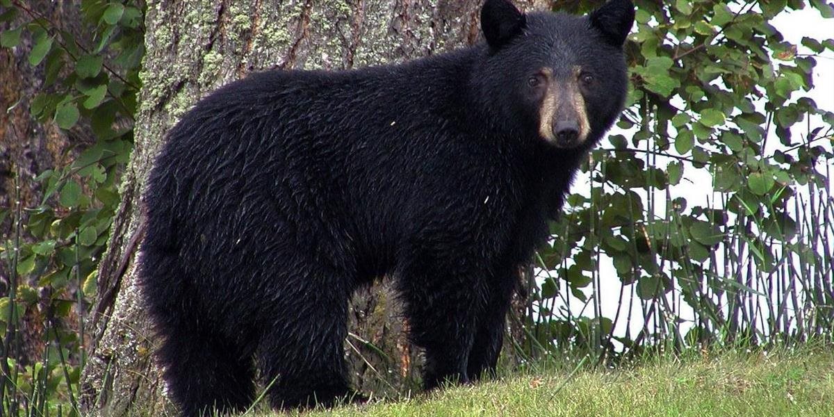 VIDEO Medveď vyliezol až na posed, kde sedel 14-ročný chlapec!