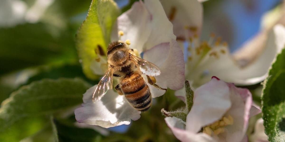 OSN vyhlásila 20. máj za Svetový deň včiel