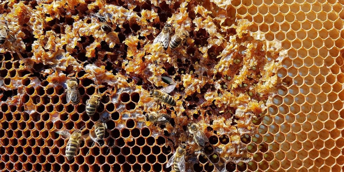 Svetový deň včiel pripomína, aké dôležité sú pre potravinovú...
